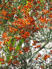 Daviesia flexuosa