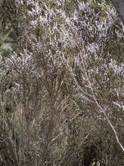 Taxandria parviceps