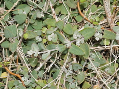Chenopodium triandrum