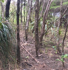 Phormium tenax