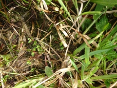 Gratiola sexdentata