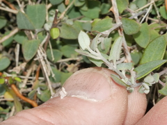 Chenopodium triandrum