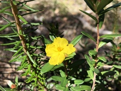 Hibbertia bracteata
