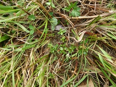 Gratiola sexdentata