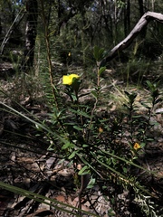 Hibbertia bracteata