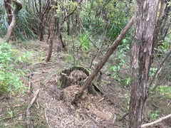 Hedycarya arborea