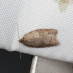 Acleris sparsana