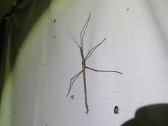 Acrophylla wuelfingi