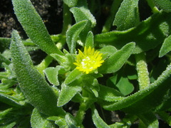 Cleretum papulosum