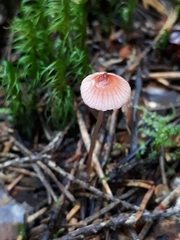 Mycena rosella