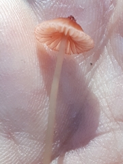 Mycena rosella