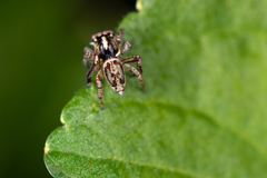 Maratus leo