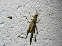 Aiolopus thalassinus dubius