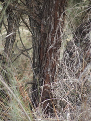 Taxandria parviceps