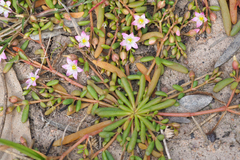 Calandrinia stagnensis