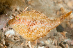 Bridled Leatherjacket photo 5