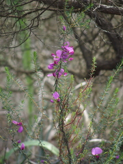 Gompholobium scabrum