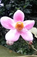Clusia schomburgkiana