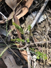 Micrantheum ericoides