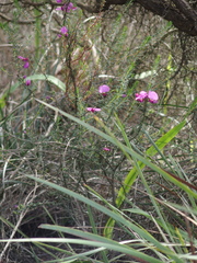 Gompholobium scabrum