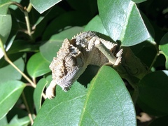 Bradypodion ventrale