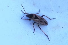 Xanthochilus quadratus