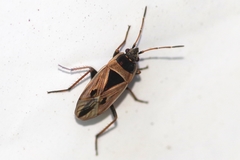 Xanthochilus quadratus