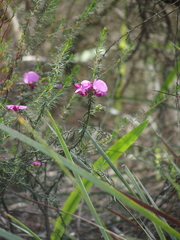 Gompholobium scabrum