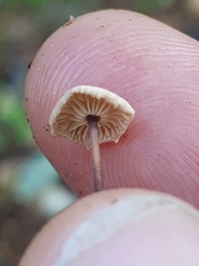 Paragymnopus perforans