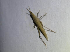 Atractomorpha similis