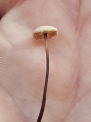 Paragymnopus perforans