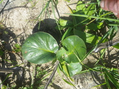 Pelargonium asarifolium
