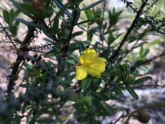 Hibbertia bracteata