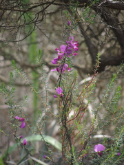 Gompholobium scabrum