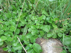 Halerpestes sarmentosa