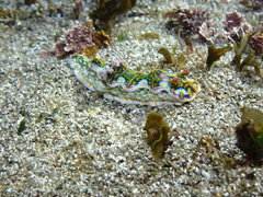 Miamira flavicostata