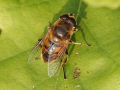 Eristalis tenax