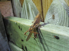 Austracris basalis