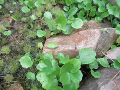 Halerpestes sarmentosa