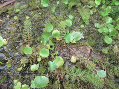 Halerpestes sarmentosa