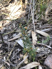 Micrantheum ericoides