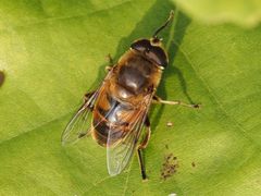 Eristalis tenax