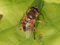 Eristalis tenax