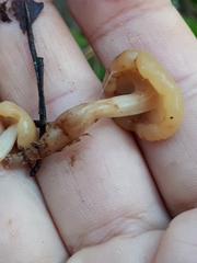 Cudonia confusa