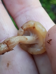 Cudonia confusa