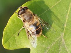 Eristalis tenax