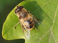 Eristalis tenax