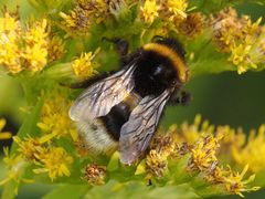 Bombus