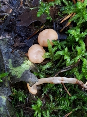Cudonia confusa