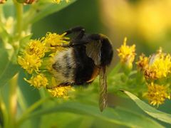 Bombus